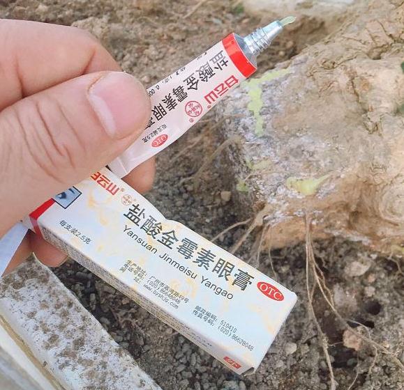 对节白蜡下山桩根部发白 怎么办 图片