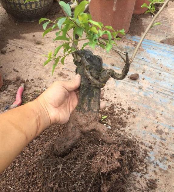 金弹子下山桩换盆一棵 花芽多不知公母