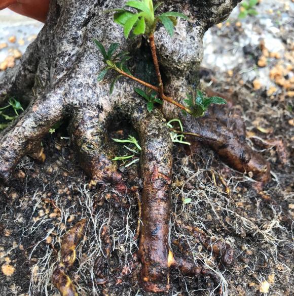 今天果断把杜鹃花下山桩换盆了