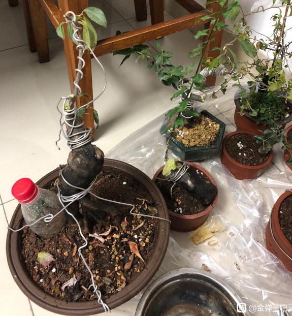 金弹子下山桩生桩换盆以后怎么管理