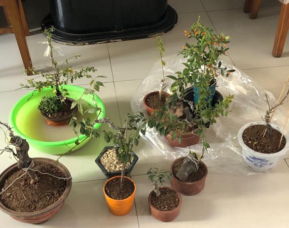 金弹子下山桩生桩换盆以后怎么管理