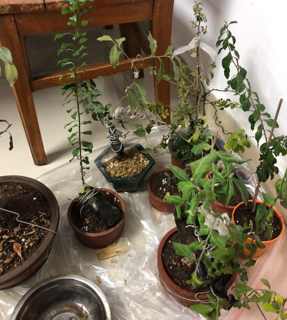 金弹子下山桩生桩换盆以后怎么管理