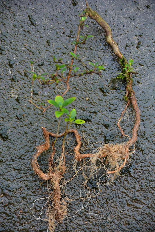 沙养了1年的桩坯下山桩 可以吗 图片