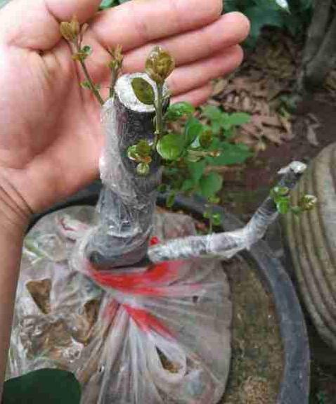 金弹子下山桩河沙养1年 可以换盆吗