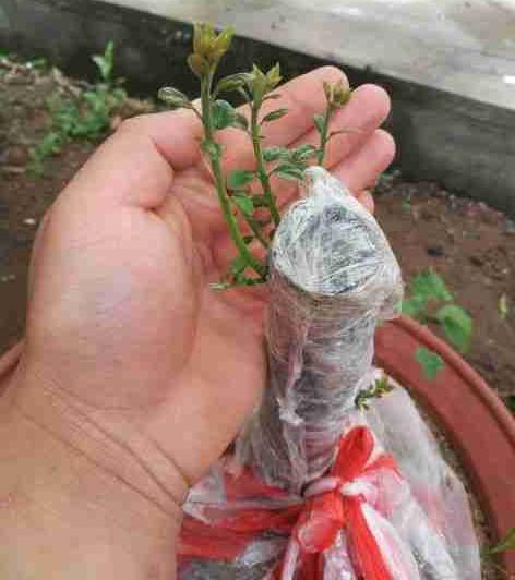 金弹子下山桩河沙养1年 可以换盆吗