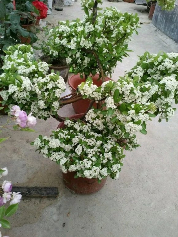 为什么火棘下山桩熟桩上盆后死亡