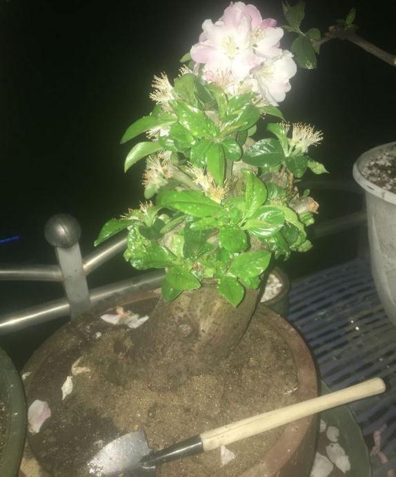 第一年换盆养海棠下山桩 图片