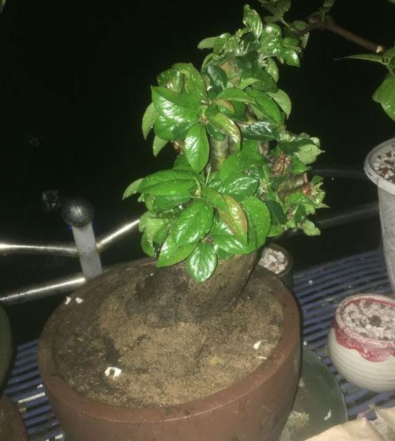 第一年换盆养海棠下山桩 图片
