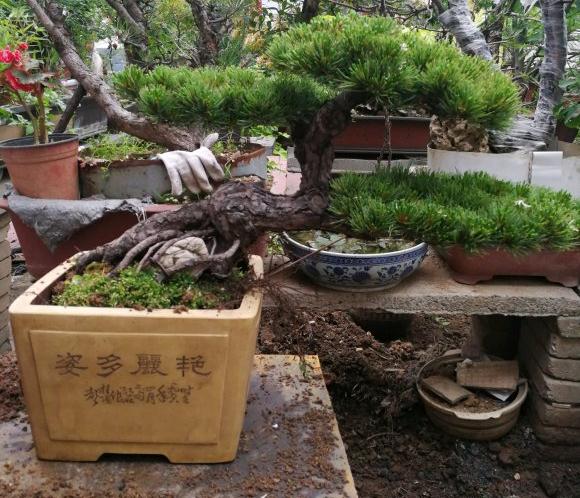 大阪松盆景马槽盆怎么换盆的方法