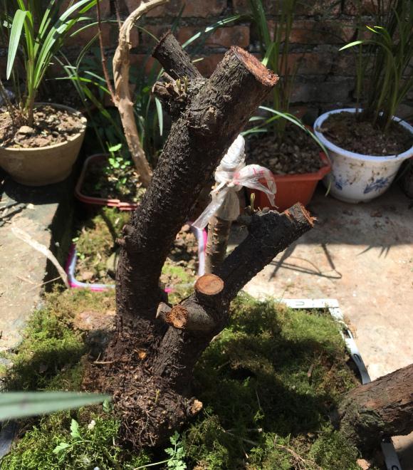 胡颓子下山桩沙培出芽了 图片