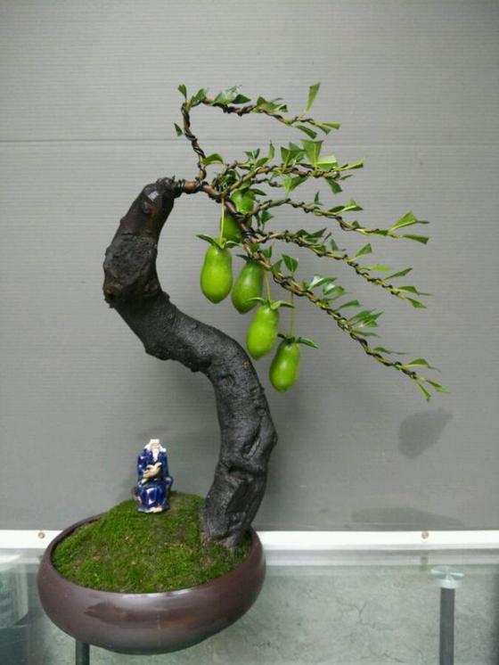 金弹子盆景最长多久换盆