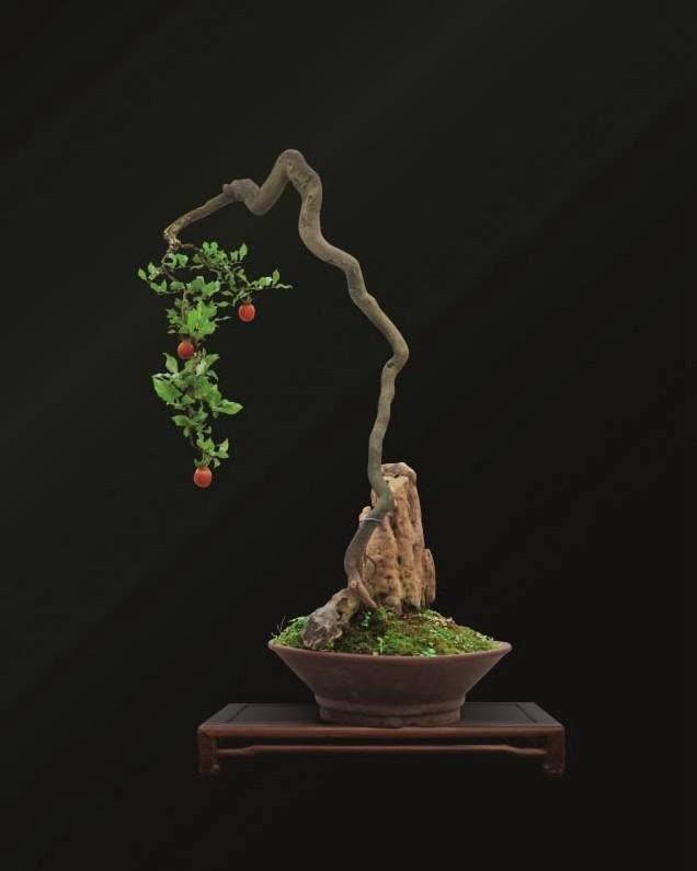 金弹子盆景最长多久换盆