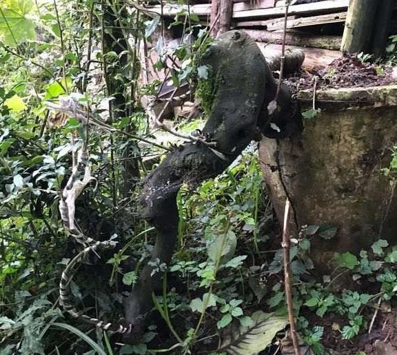 金弹子下山桩熟桩用什么土好