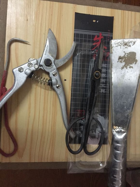 皋月杜鹃盆景因为失枝 准备翻盆