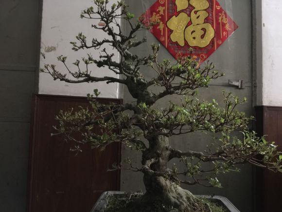 皋月杜鹃盆景因为失枝 准备翻盆