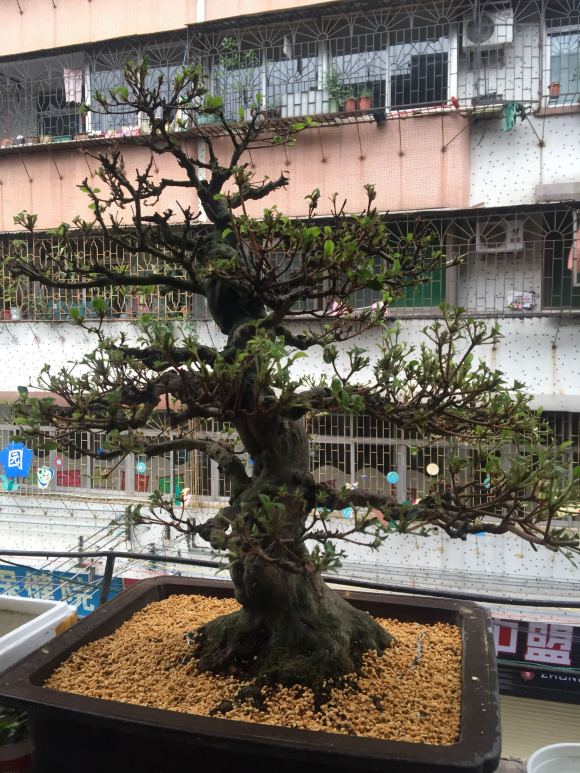 皋月杜鹃盆景因为失枝 准备翻盆