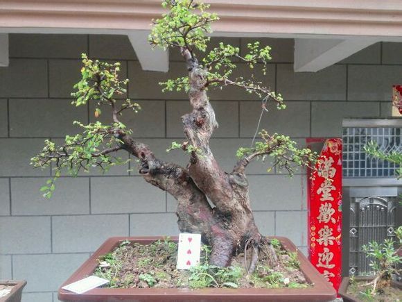 榆树盆景换盆后可以直接浇水吗