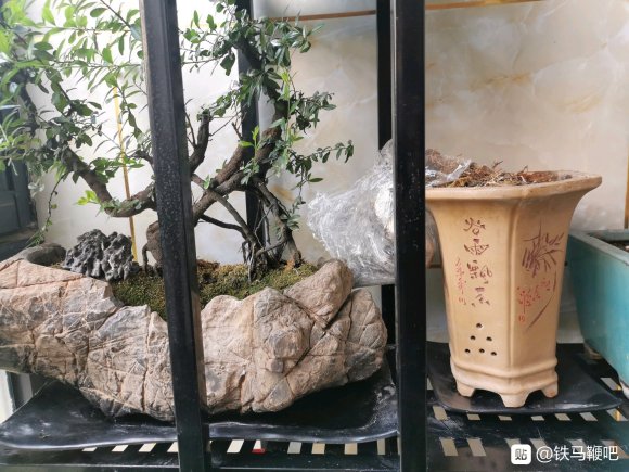 为什么铁马鞭下山桩生桩 没活过1年