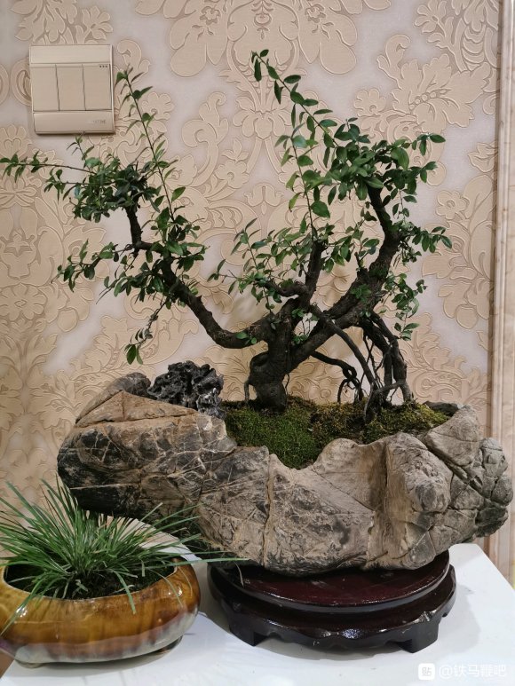 为什么铁马鞭下山桩生桩 没活过1年