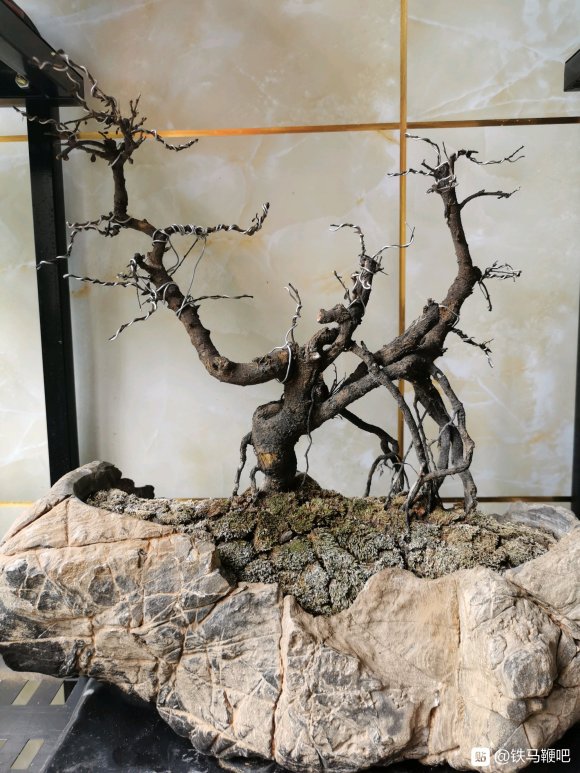 为什么铁马鞭下山桩生桩 没活过1年