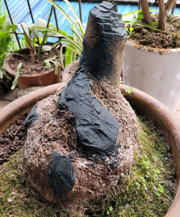 腊梅下山桩发芽了 现在怎么处理