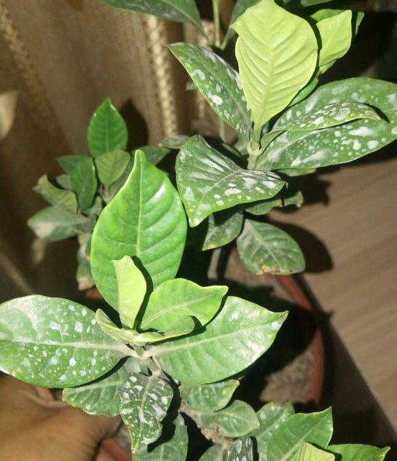 栀子花下山桩用泥炭土和煤渣栽种的