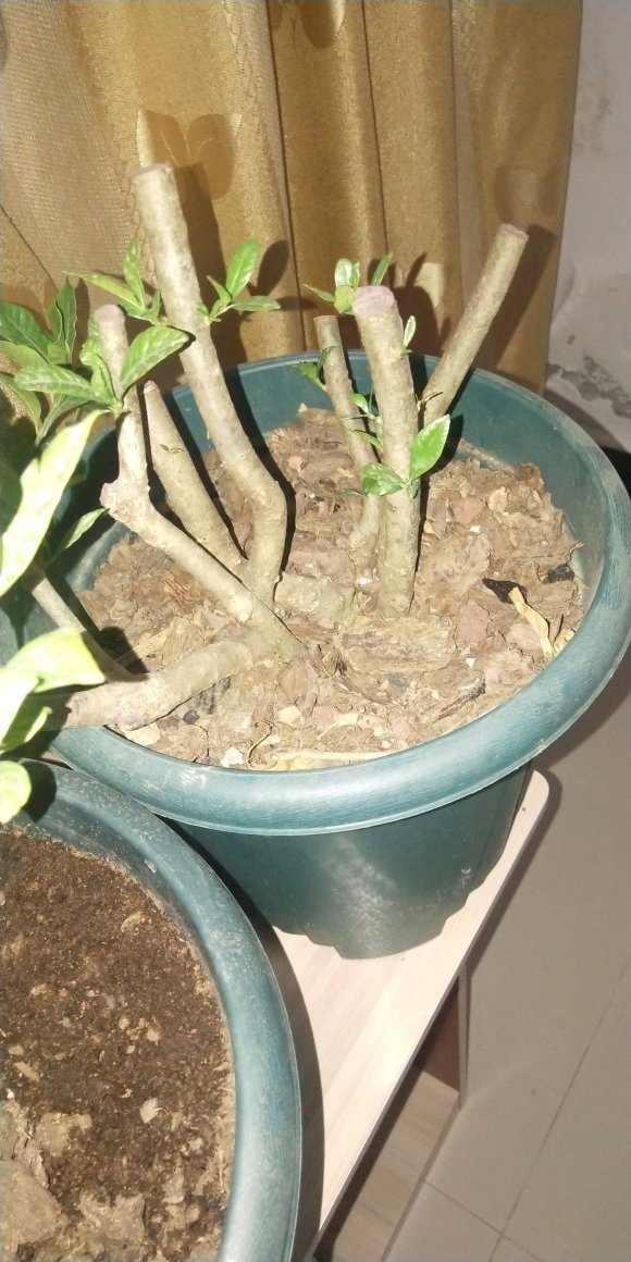 栀子花下山桩用泥炭土和煤渣栽种的