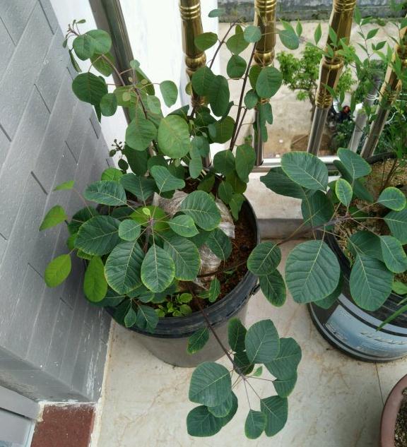 纯煤渣栽黄栌下山桩3个月