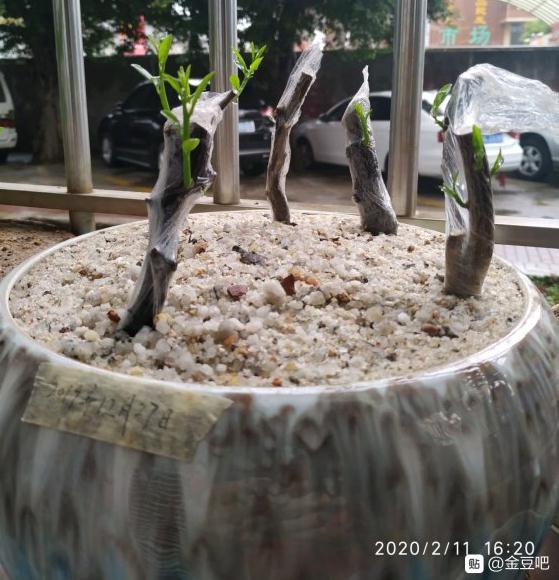 金豆下山桩用纯沙养了差不多2个月