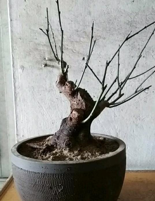 梅花下山桩可以用浅盆吗 图片