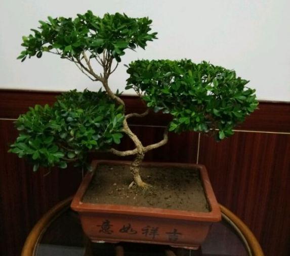 6月可以给黄杨盆景换盆吗 长势不太好