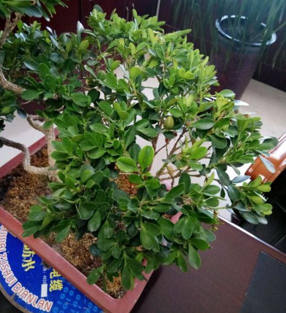 6月可以给黄杨盆景换盆吗 长势不太好