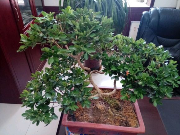 6月可以给黄杨盆景换盆吗 长势不太好