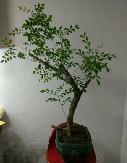 今年入手的九里香下山桩已经成活