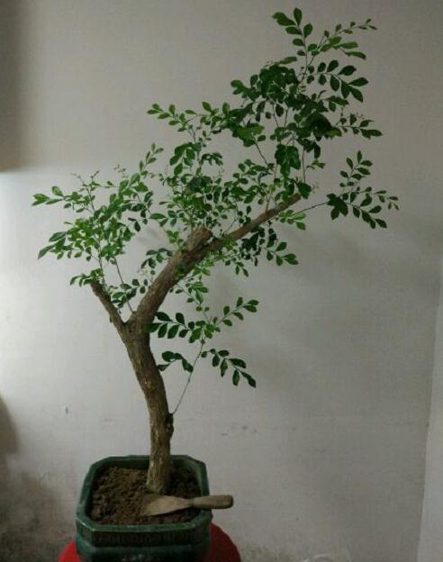 今年入手的九里香下山桩已经成活