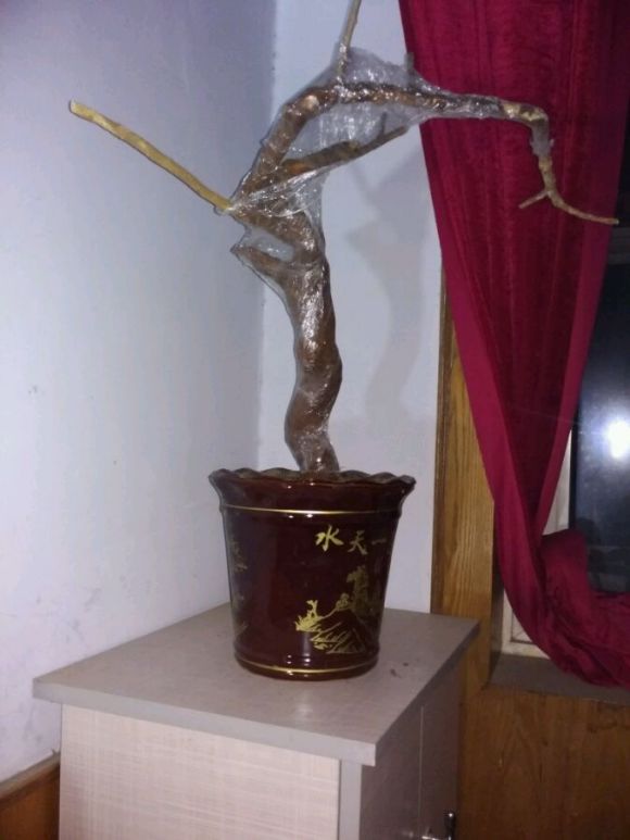 冬季枸杞下山桩生桩怎样养