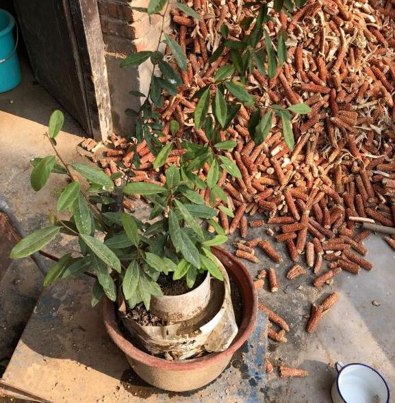 胡秃子下山桩生桩 第1年都开花