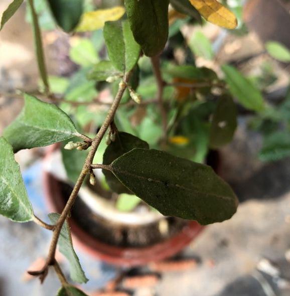 胡秃子下山桩生桩 第1年都开花