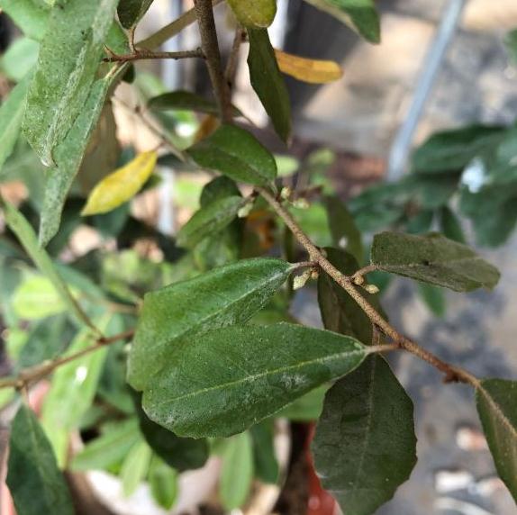 胡秃子下山桩生桩 第1年都开花