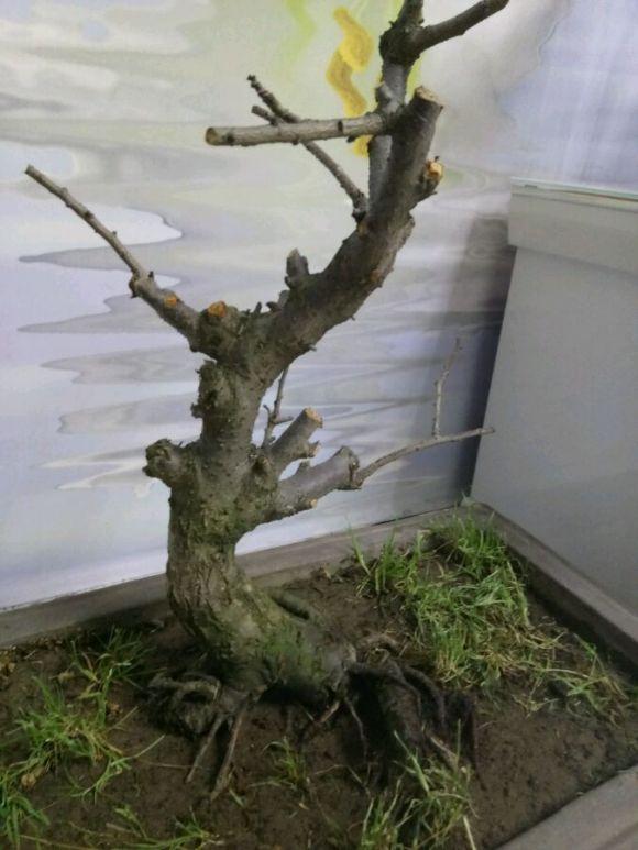 梅花下山桩换盆之后怎么不发芽