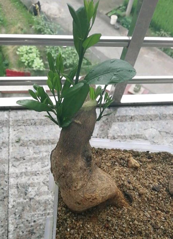 金豆下山桩什么时候才能施肥