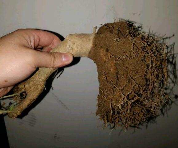 对节白蜡下山桩什么时候换盆好 图片