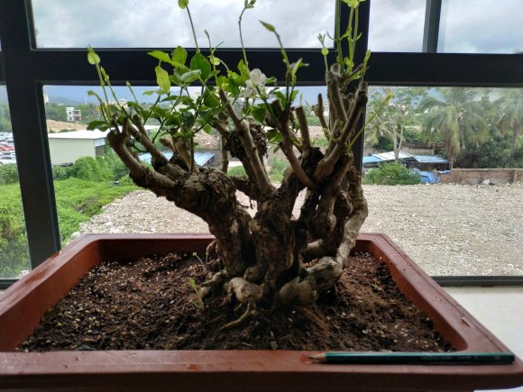 茉莉花下山桩换盆第6天 花开又掉了