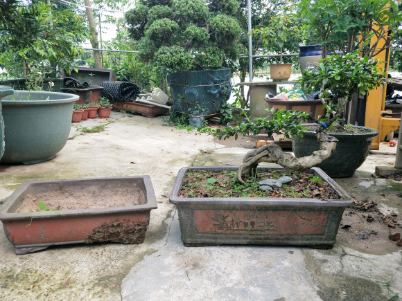 这个盆景要不要换个小盆 图片