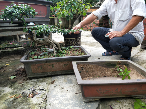 这个盆景要不要换个小盆 图片