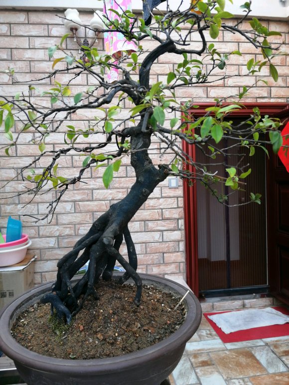 金弹子盆景换土1个月 不发芽 图片