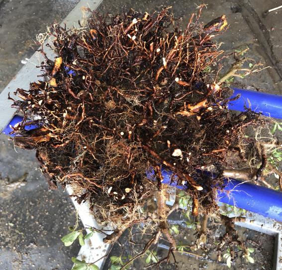 图解 皋月杜鹃盆景怎么洗根换土的方法