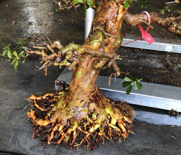 图解 皋月杜鹃盆景怎么洗根换土的方法