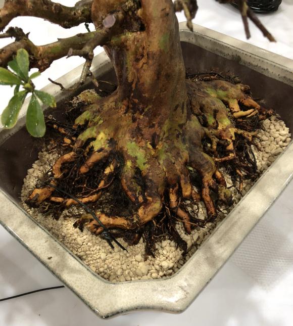 图解 皋月杜鹃盆景怎么洗根换土的方法