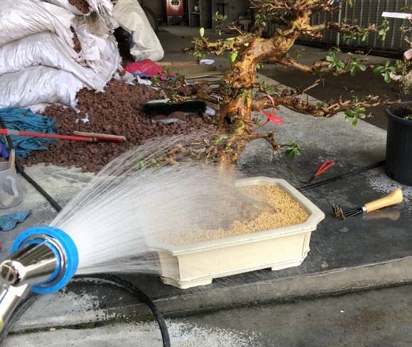 皋月杜鹃盆景怎么洗根换土的方法